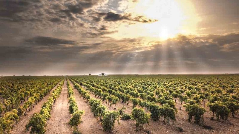Viñedos de La Mancha